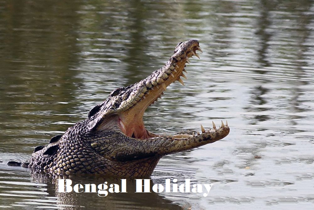 Bhagabatpur Crocodile Project Sundarbans